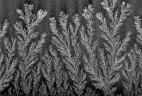SEM Image