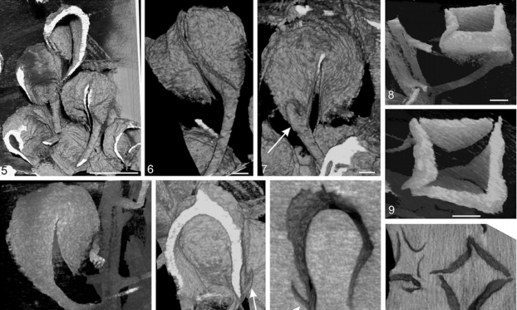 原来白垩纪植物内部这么复杂?显微 CT 揭示北极种子锥结构!