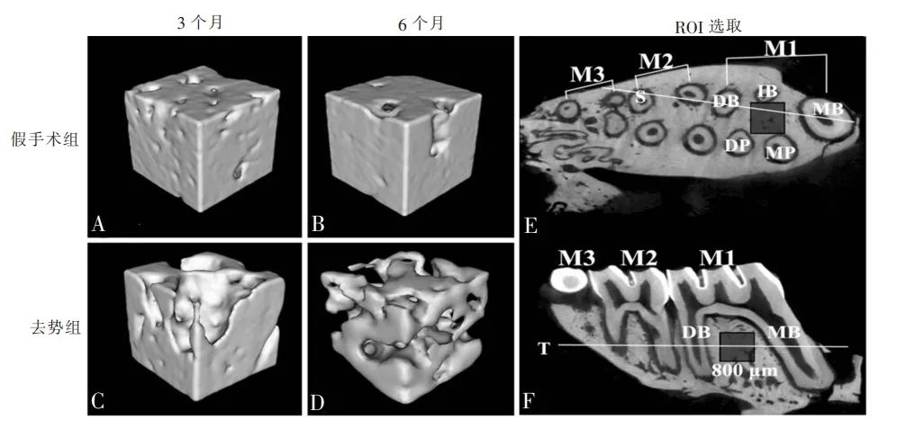 大鼠牙槽骨显微 CT 二维图像