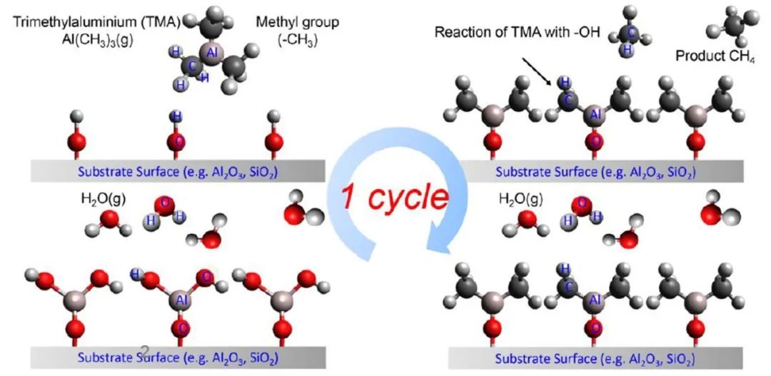 图示为在 SiO2 粉末表面沉积一层 Al2O3 的 ALD 工艺原理（前驱体为三甲基铝（TMA）和水）